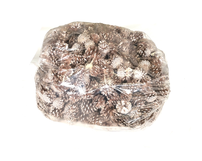 Pine cone 10 kg in bag Champagne
