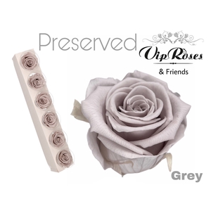 Preserved rosa grey