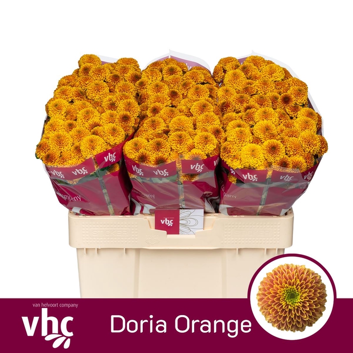 <h4>Chr San AAA Doria Orange</h4>