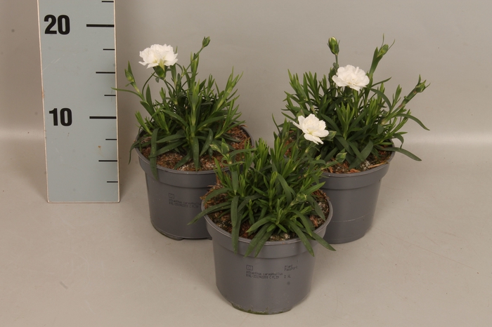 <h4>Dianthus caryophyllus White</h4>