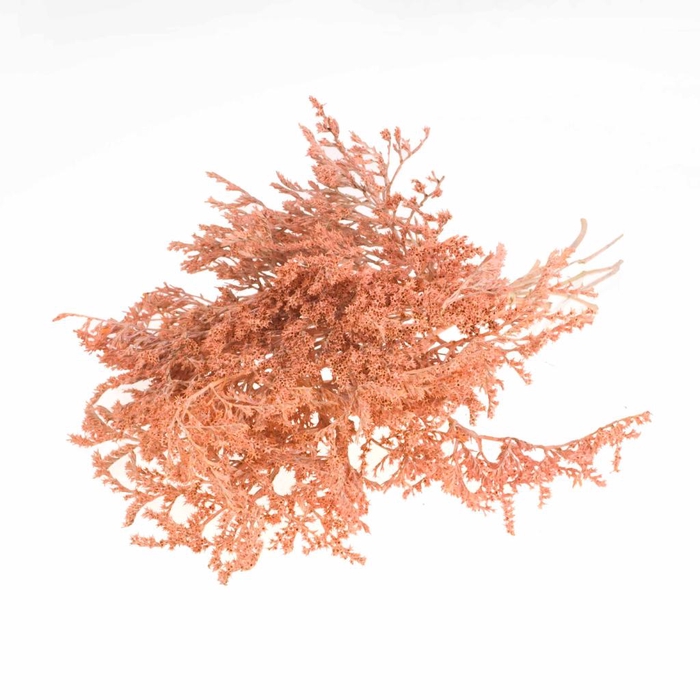 <h4>DRIED FLOWERS - STATICE TATARICA KG CORAL MISTY</h4>