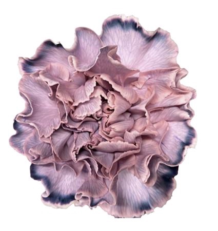 <h4>Dianthus st paint molly rosa nero</h4>