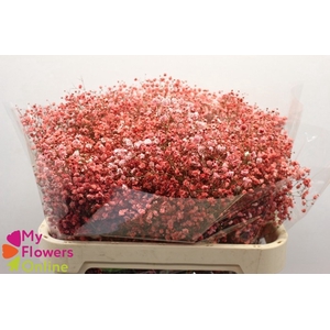 Gyps Pa Excellence Tinted Coral 80cm EC