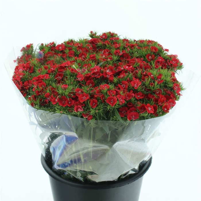 <h4>Dianthus br sweet will red</h4>