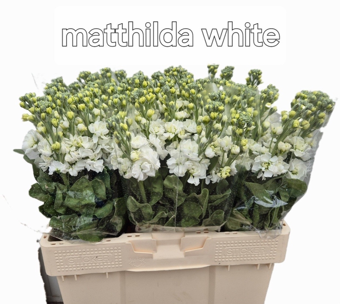 <h4>MATTH MATHILDA WHITE</h4>