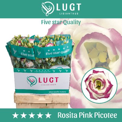 <h4>Lisianthus do rosita pink picotee</h4>