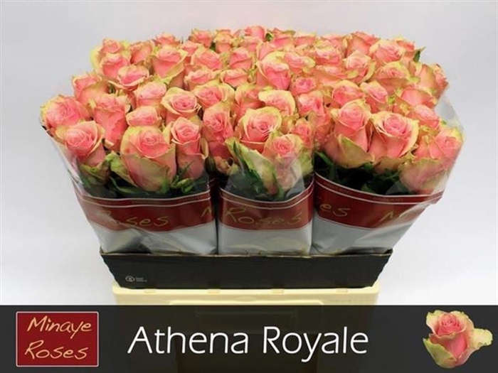 <h4>Rs gr Athena Royale</h4>