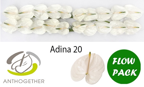 <h4>ANTH A ADINA 20 Flow Pack</h4>