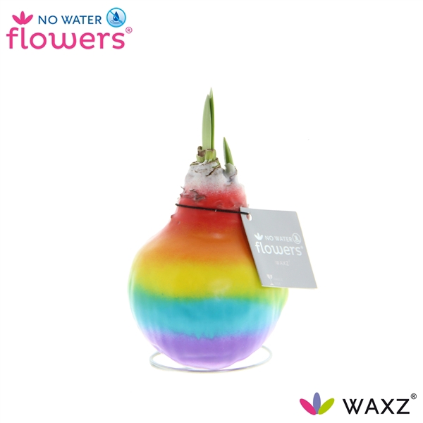 <h4>No Water Flowers Waxz® Rainbow</h4>