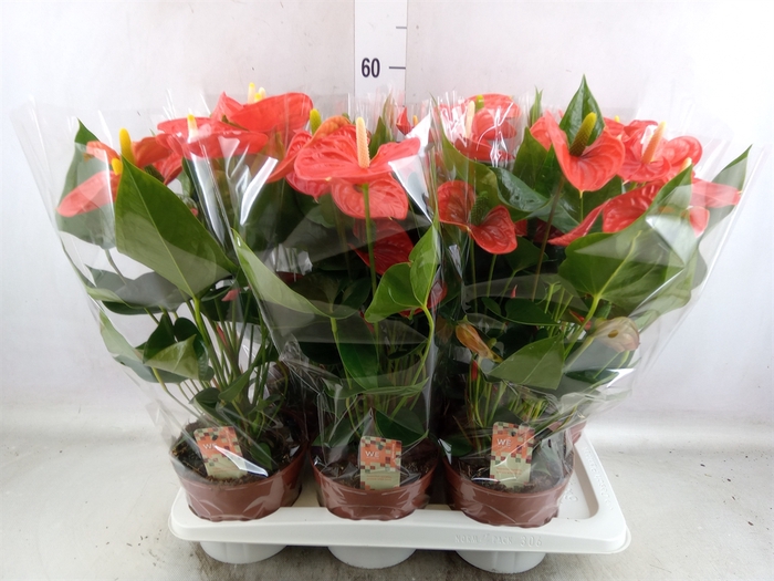 <h4>Anthurium andr. 'Sierra Orange'</h4>