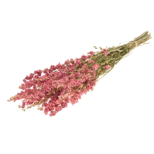 Delphinium natural pink