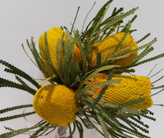 Banksia Tint Yellow