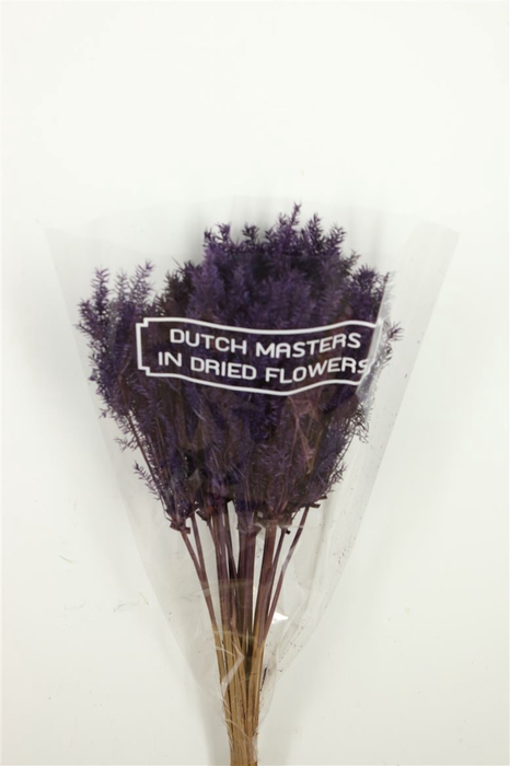 <h4>Dried Umbr. Plant Purple Bunch</h4>
