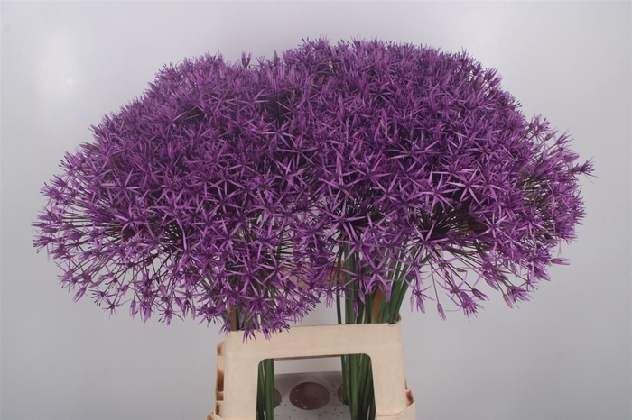 <h4>Allium Purple Rain Ex</h4>