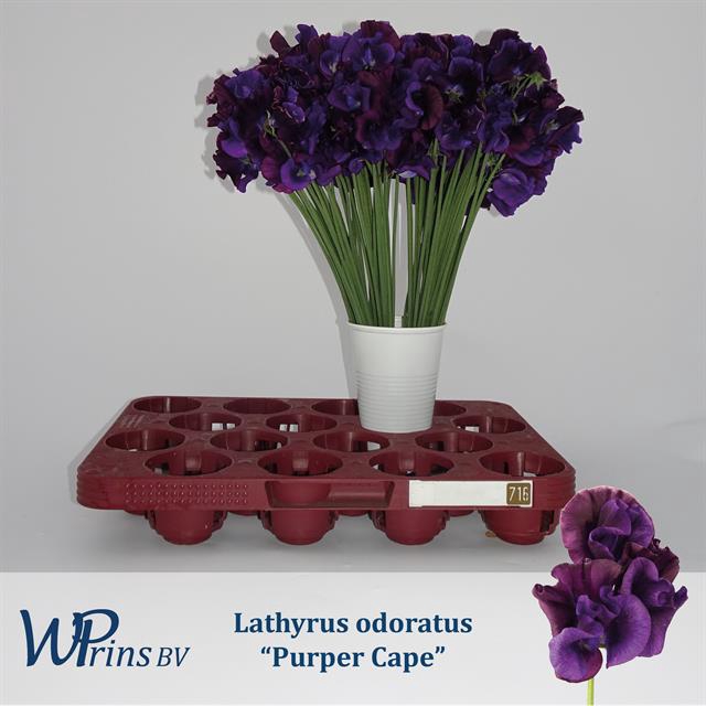 <h4>Lathyrus od purper cape</h4>