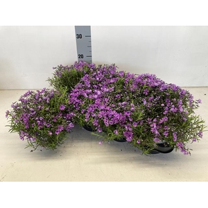 Phlox subulata Purple Beauty 13Ø 15cm