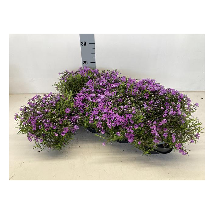 <h4>Phlox subulata Purple Beauty 13Ø 15cm</h4>