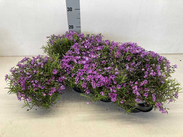 Phlox subulata Purple Beauty 13Ø 15cm