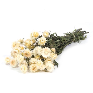DRIED FLOWERS - HELICHRYSUM NATURAL WHITE