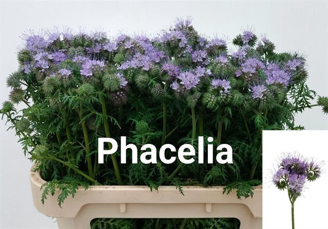 <h4>Phacelia tanacetifolia</h4>