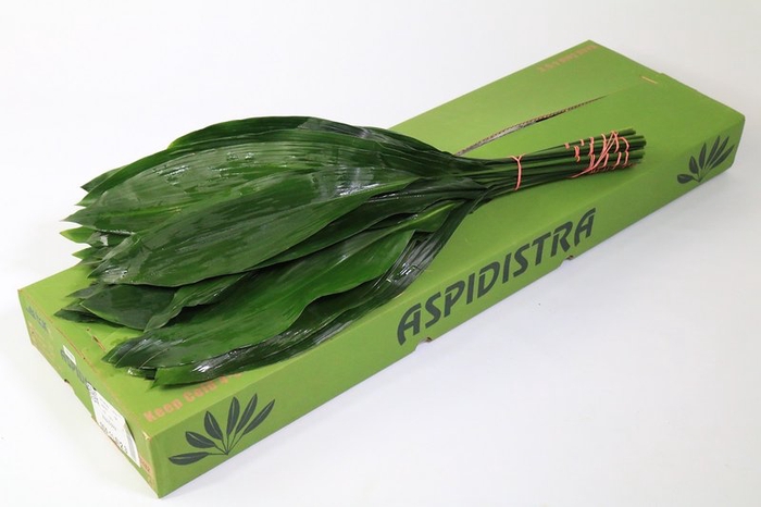 <h4>Leaf aspidistra per bunch</h4>
