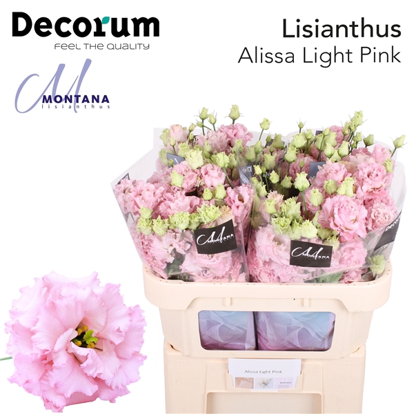 <h4>Lisianthus Alissa Light Pink - Montana Lisianthus</h4>