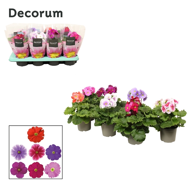 <h4>Primula 'Touch Me' mix without white | Decorum</h4>