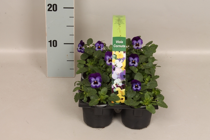 Viola cornuta sixpack F1 Violet Blue