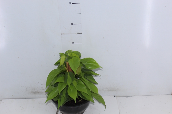 <h4>PHILODENDRON BRASIL C21</h4>