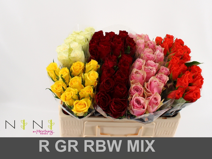 <h4>Rosa la mix rainbow (mixbunch)</h4>