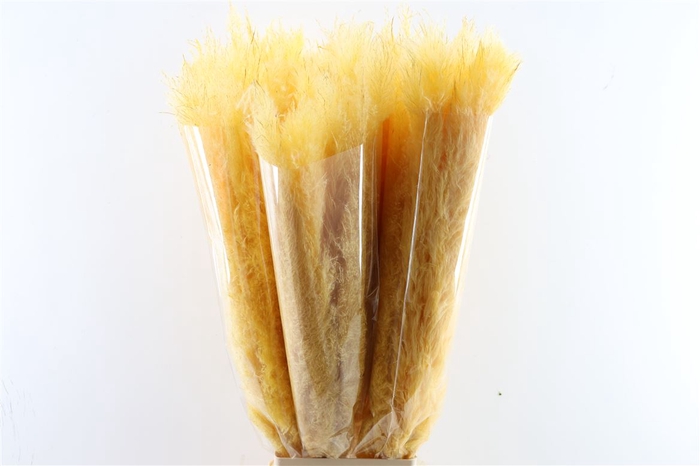 <h4>Dried Cortaderia Dadang Soft Yellow 100cm P Stem</h4>
