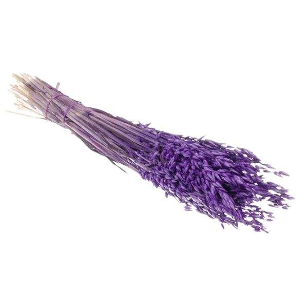 <h4>Droogbloemen - Haver Purple</h4>