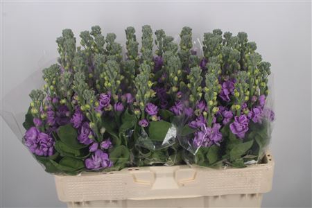 <h4>Matth Nl. Figaro Lavendel</h4>