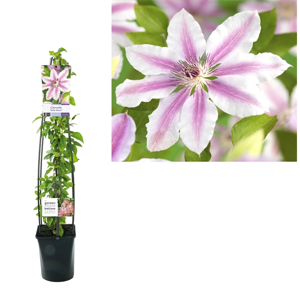 <h4>Clematis 'Nelly Moser' +light label</h4>