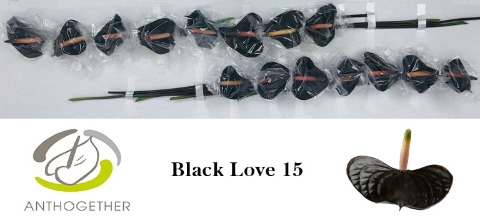 <h4>ANTH BLACK LOVE 15</h4>