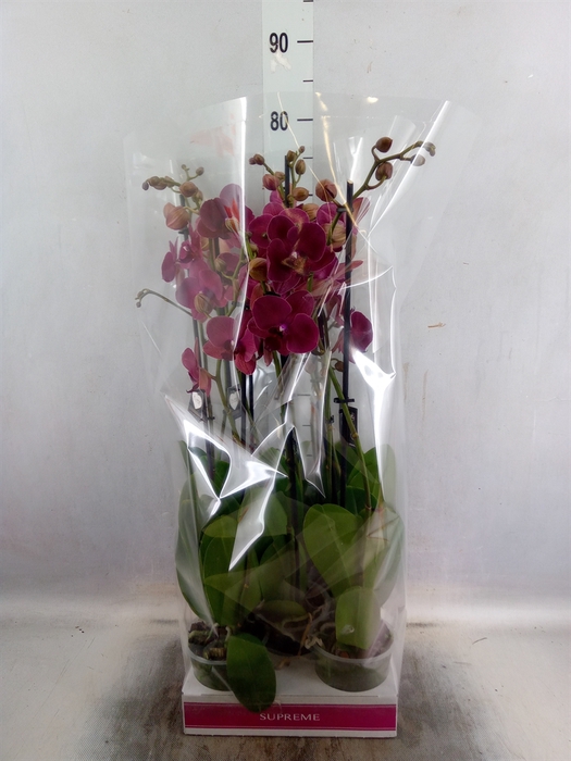 <h4>Phalaenopsis  'Ant Montreux'</h4>