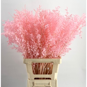 Dried ruscus paint light pink