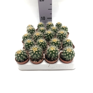 Echinocactus Grusonii 5,5Ø 8cm