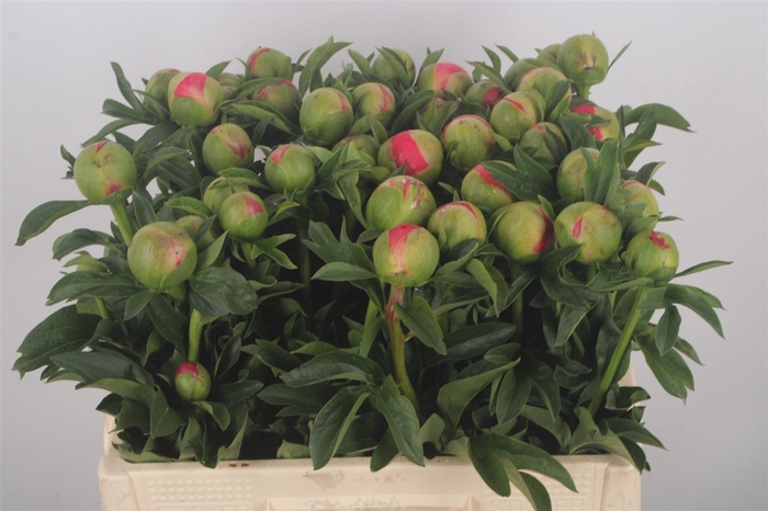 <h4>Paeonia L Coral Sunset</h4>