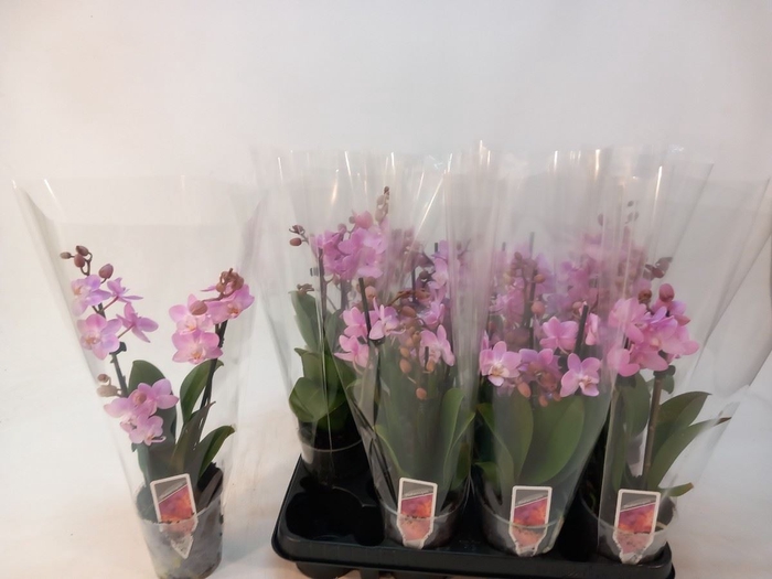 <h4>Phalaenopsis Multi roze</h4>