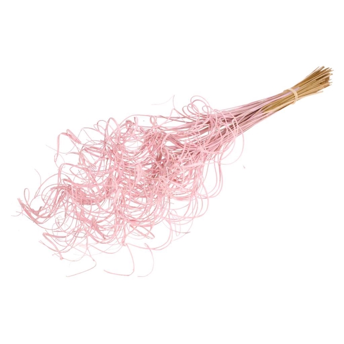 <h4>Curly ting ting (palm) 100pc pink misty</h4>