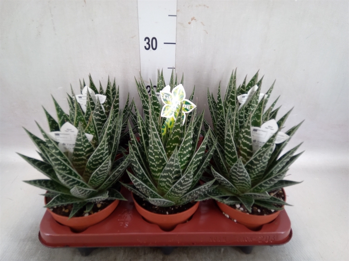 Aloe aristata 'Tiki Tahi'