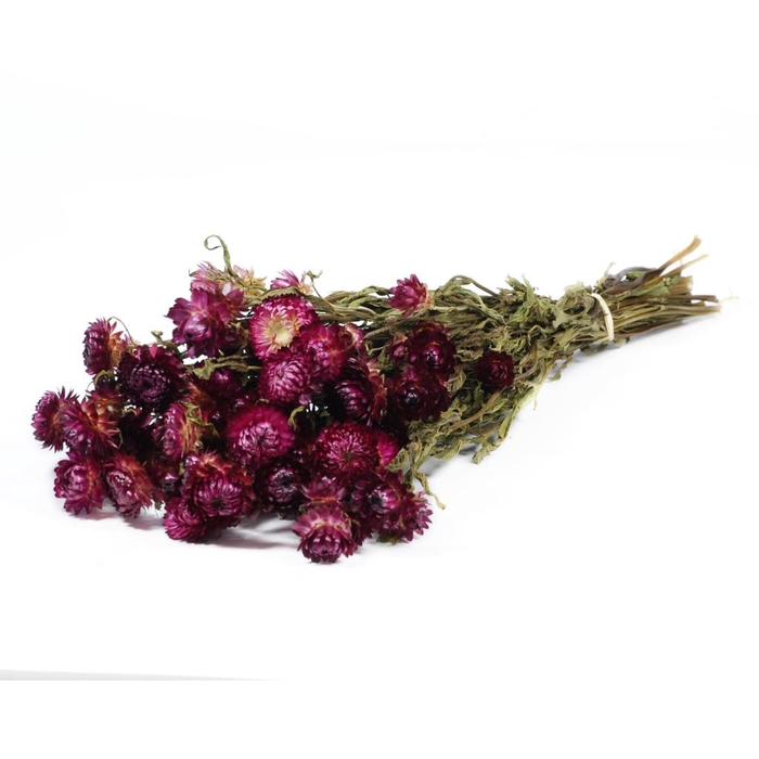DRIED FLOWERS - HELICHRYSUM BOS NATURAL DARK PINK