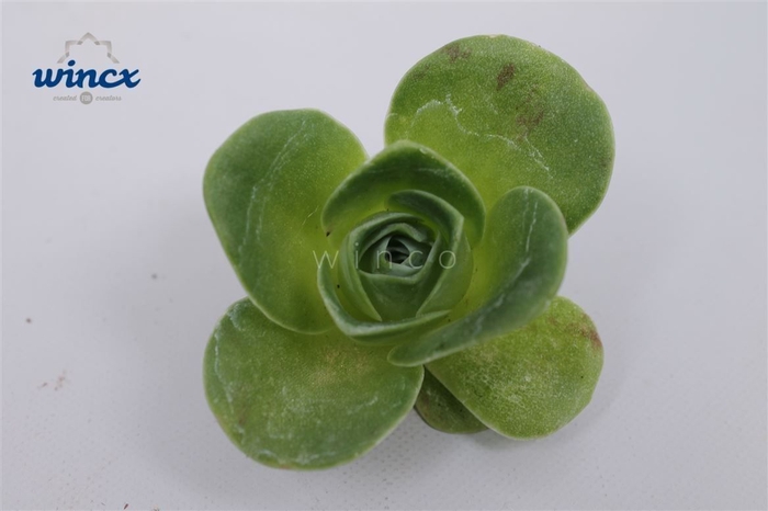 <h4>Greenovia diplocycla cutflower wincx-5cm</h4>