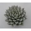 Echeveria Agavoides Paint White Cutflower Wincx-12cm