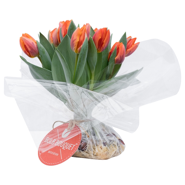 <h4>Tulipa sheaf orange x10</h4>