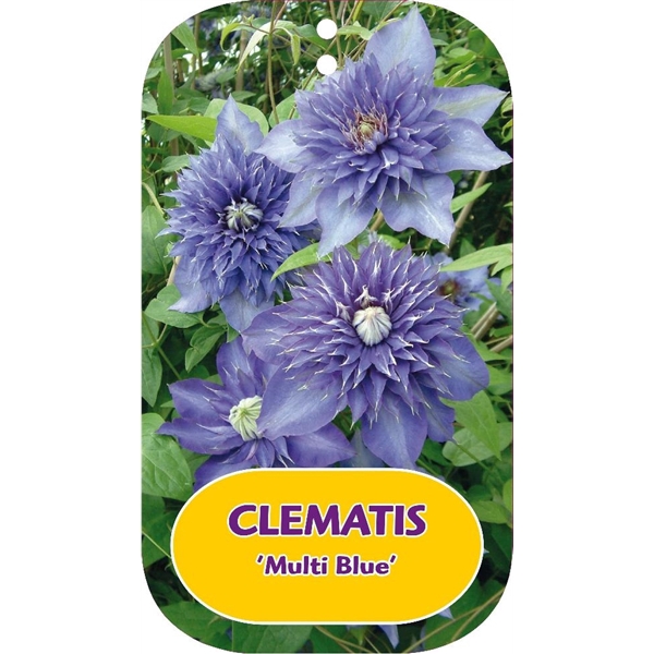 <h4>Clematis 'Multi Blue'</h4>