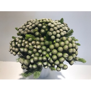 Greens - Brunia Albflora Mature