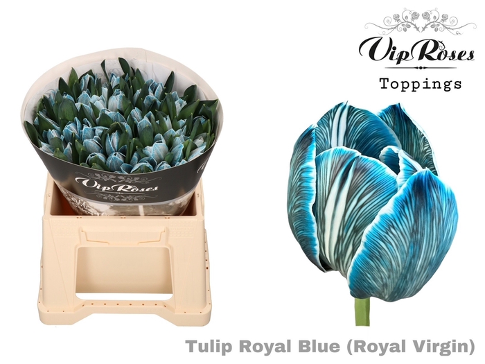 <h4>Tulipa si paint royal blue</h4>