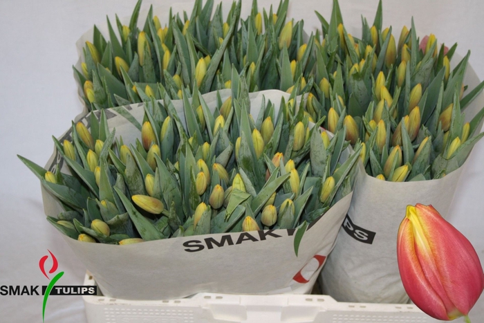 <h4>Tulipa enke. Triumf Grp Denmark</h4>
